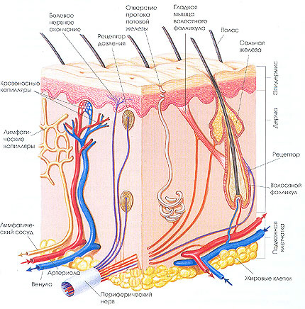 Строение кожи Кожа состоит из двух слоев: ЭПИДЕРМИСА и ДЕРМЫ