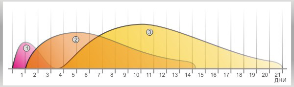 Фазы заживления ран