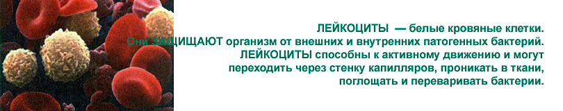 Лейкоциты